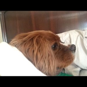 Meet your Posher, John